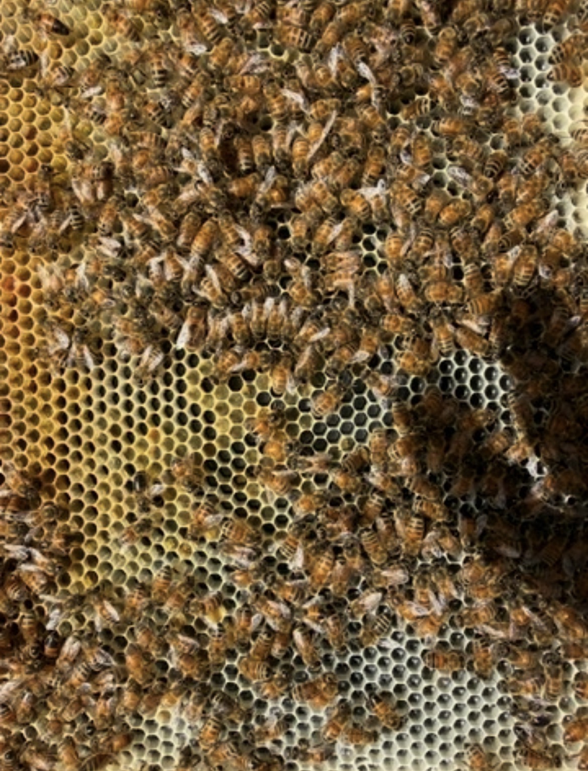 Bees working on honeycomb